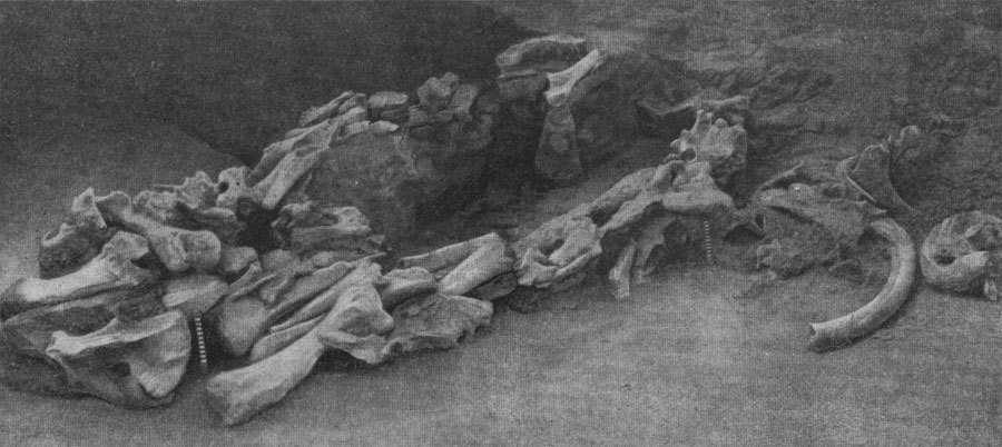 Погребальная камера из костей мамонта, примыкавшая к жилому сооружению на стоянке Костенки 2